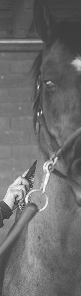 Vertical Brushing Horse